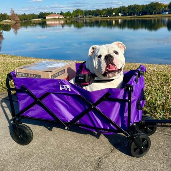 Meet your Posher, Bella - Picture 6 of 7